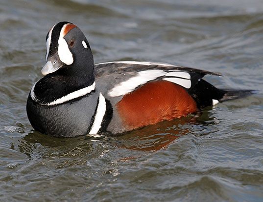 Picture of a harlequin duck (Histrionicus histrionicus)