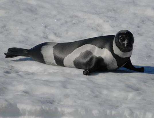 Picture of a ribbon seal (Histriophoca fasciata)