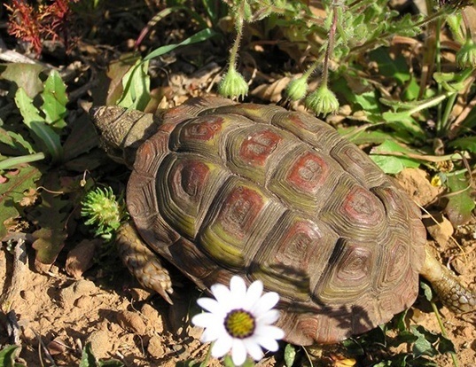 Picture of a parrot-beaked tortoise (Homopus areolatus)