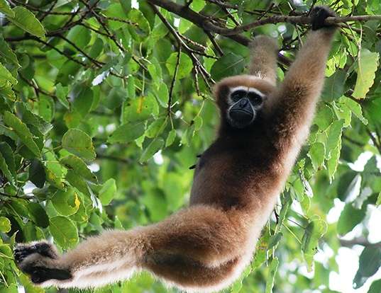 Picture of a western hoolock gibbon (Hoolock hoolock)