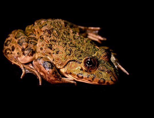 Picture of a african groove-crowned frog (Hoplobatrachus occipitalis)