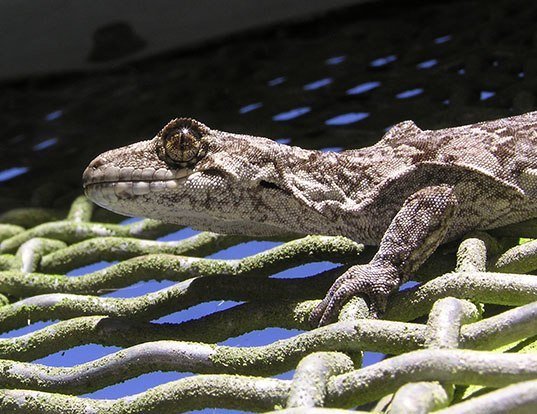 Picture of a gray's sticky-toed gecko (Hoplodactylus granulatus)