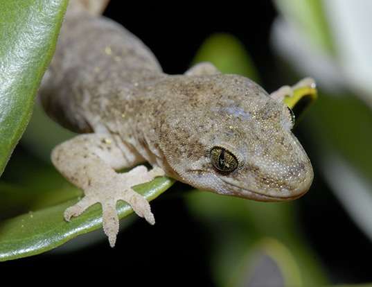 Picture of a spotted sticky-toed gecko (Hoplodactylus maculatus)