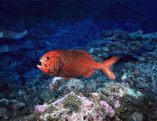 Picture of a orange roughy (Hoplostethus atlanticus)
