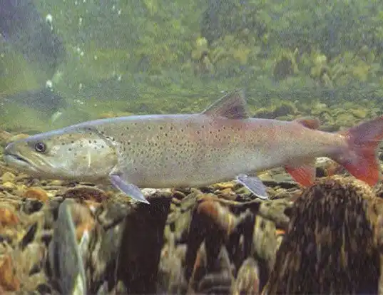 Picture of a siberian taimen (Hucho taimen)