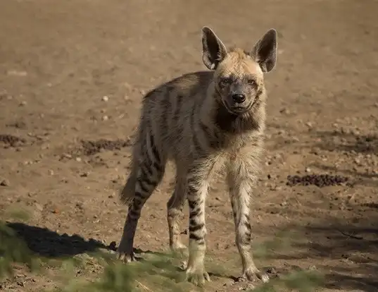 Picture of a striped hyena (Hyaena hyaena)