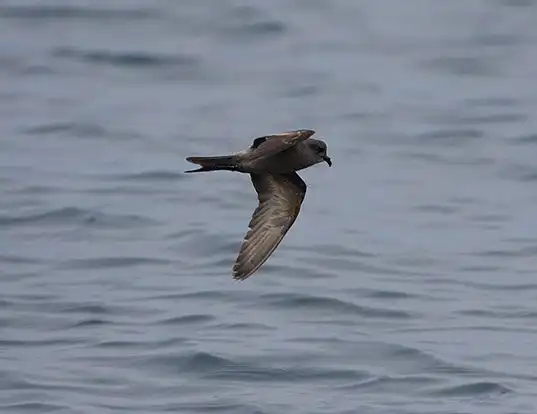Picture of a ashy storm-petrel (Hydrobates homochroa)