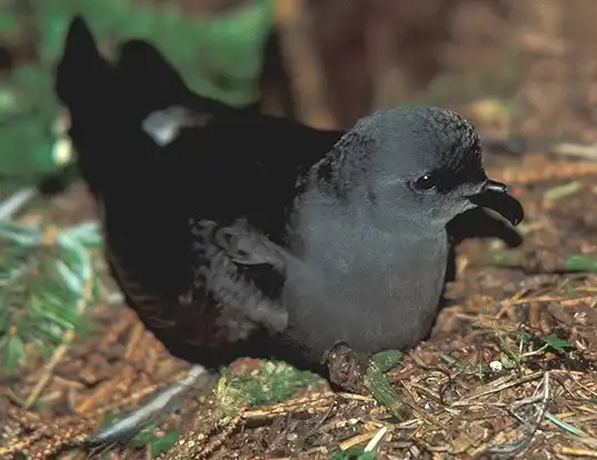 Picture of a leach's storm petrel (Hydrobates leucorhous)