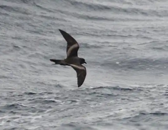 Picture of a tristram's storm-petrel (Hydrobates tristrami)