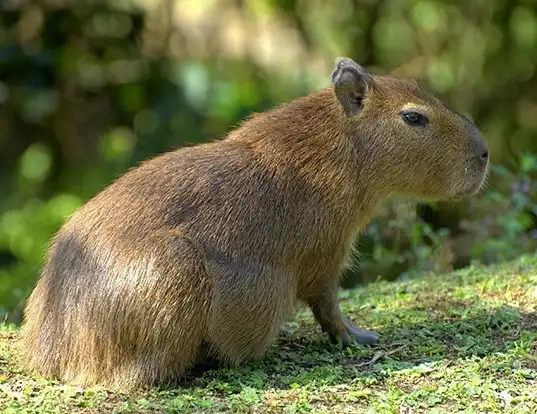 Picture of a capybara (Hydrochoerus hydrochaeris)