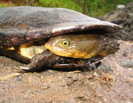 Picture of a maximilian's brazilian terrapin (Hydromedusa maximiliani)