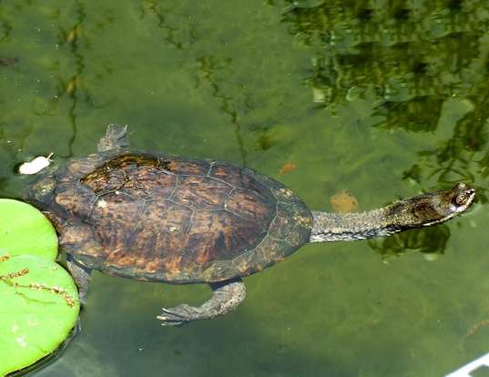 Picture of a s. american snakeneck turtle (Hydromedusa tectifera)