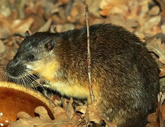 Picture of a water rat (Hydromys chrysogaster)