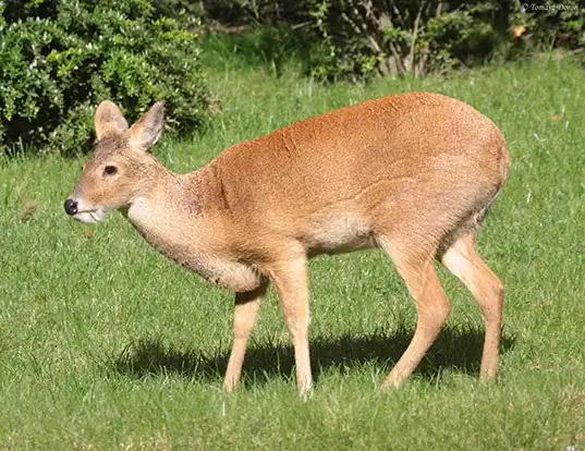 Picture of a water deer (Hydropotes inermis)