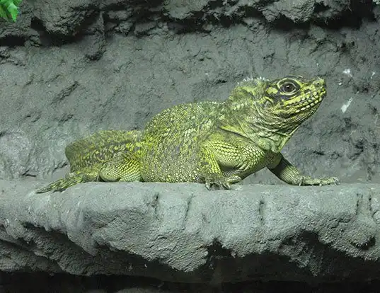 Picture of a crested lizard (Hydrosaurus pustulatus)