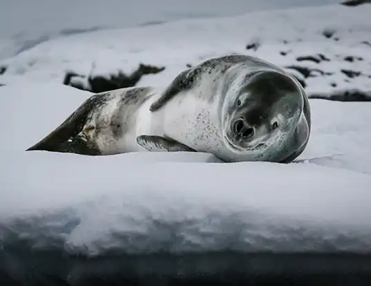 Picture of a leopard seal (Hydrurga leptonyx)