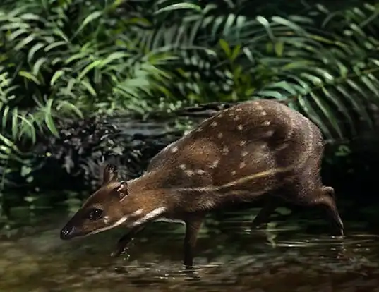 Picture of a water chevrotain (Hyemoschus aquaticus)