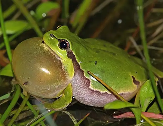 Picture of a european tree frog (Hyla arborea)