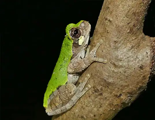 Picture of a bird-voiced treefrog (Hyla avivoca)
