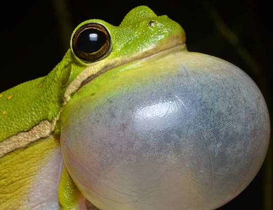 Picture of a american green treefrog (Hyla cinerea)