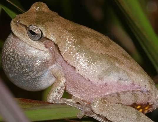 Picture of a pine woods treefrog (Hyla femoralis)