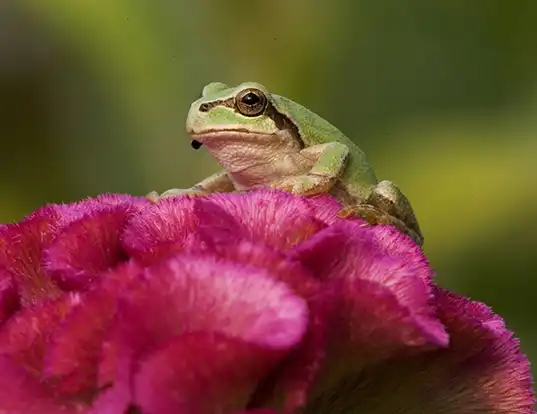 Picture of a japanese tree frog (Hyla japonica)