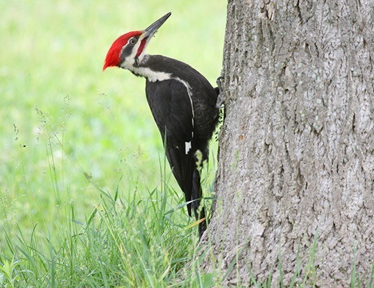 Picture of a pileated woodpecker (Hylatomus pileatus)