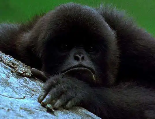 Picture of a kloss's gibbon (Hylobates klossii)