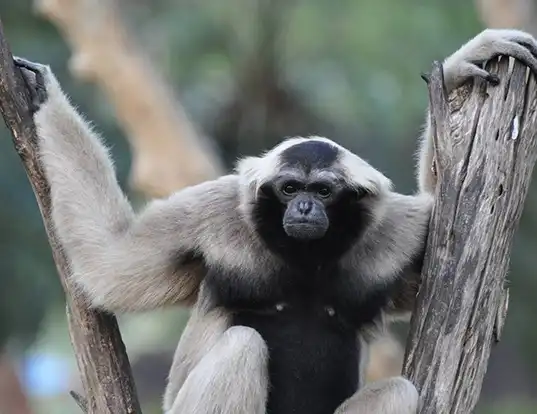 Picture of a pileated gibbon (Hylobates pileatus)