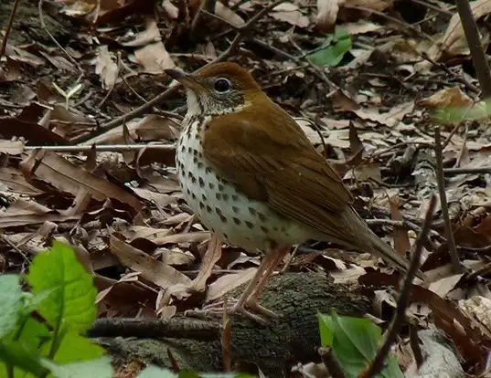 Picture of a wood thrush (Hylocichla mustelina)