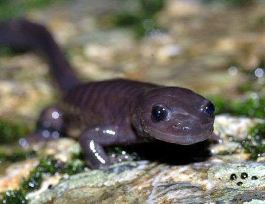 Picture of a odaigahara salamander (Hynobius boulengeri)