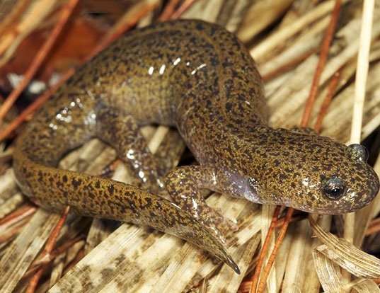 Picture of a gensan salamander (Hynobius leechii)