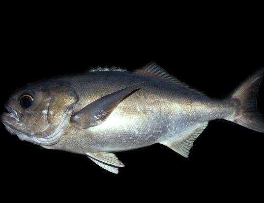 Picture of a antarctic butterfish (Hyperoglyphe antarctica)