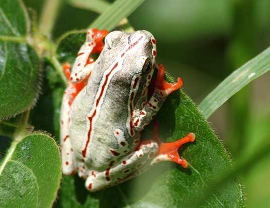 Picture of a reed frog (Hyperolius viridiflavus)