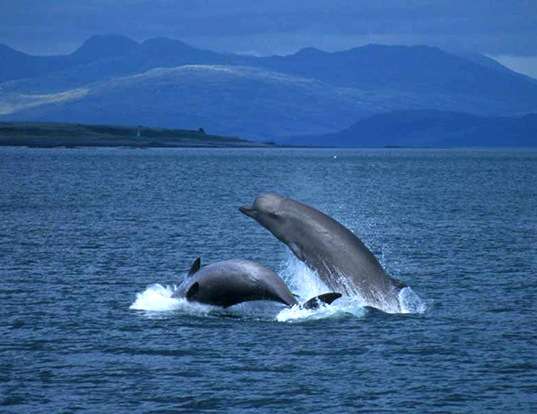 Picture of a northern atlantic bottlenose whale (Hyperoodon ampullatus)