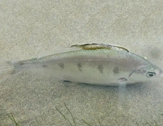 Picture of a silver surfperch (Hyperprosopon ellipticum)
