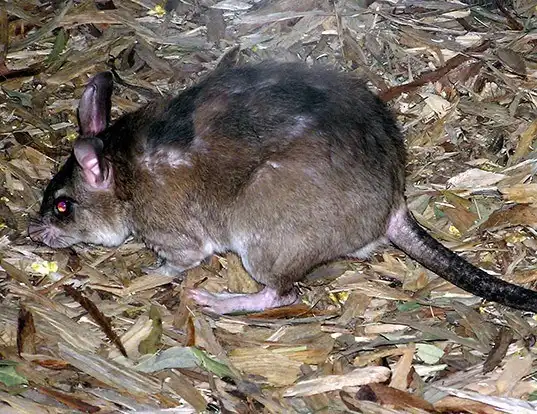 Picture of a malagasy giant jumping rat (Hypogeomys antimena)