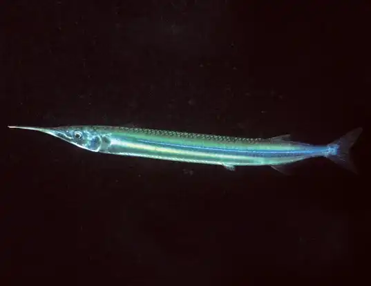 Picture of a dusky garfish (Hyporhamphus melanochir)