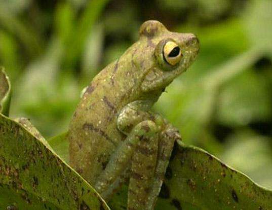 Picture of a palmar treefrog (Hypsiboas pellucens)
