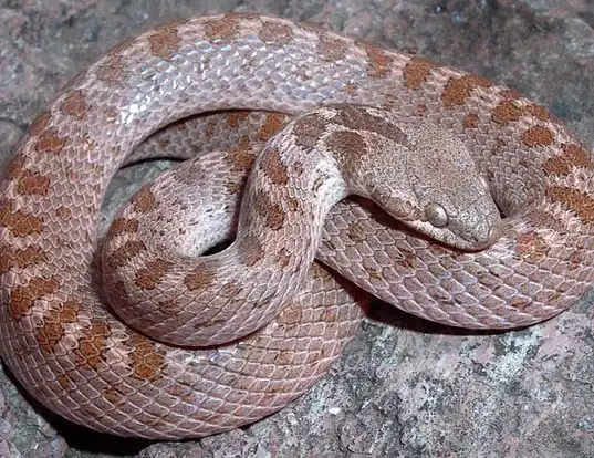 Picture of a night snake (Hypsiglena torquata)