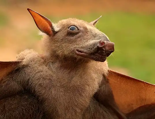 Picture of a hammer-headed fruit bat (Hypsignathus monstrosus)