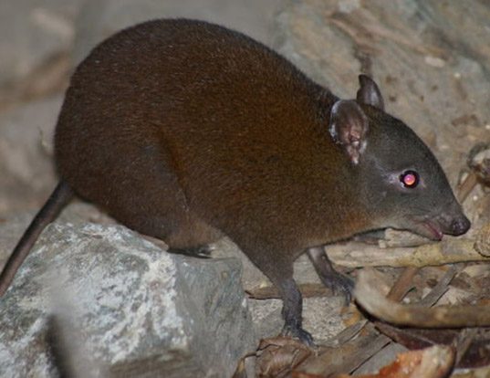 Picture of a musky rat kangaroo (Hypsiprymnodon moschatus)