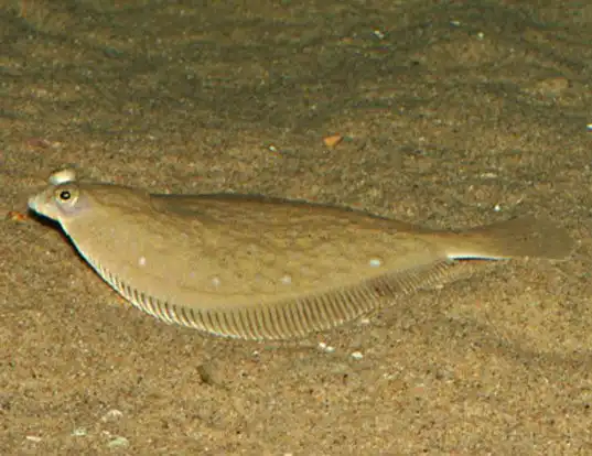 Picture of a diamond turbot (Hypsopsetta guttulata)