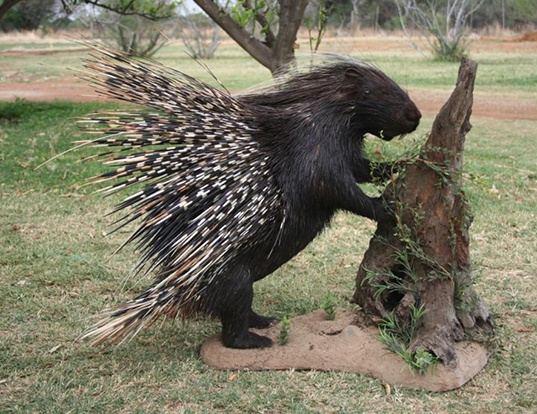 Picture of a cape porcupine (Hystrix africaeaustralis)