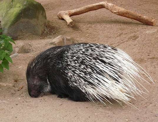 Picture of a african porcupine (Hystrix cristata)