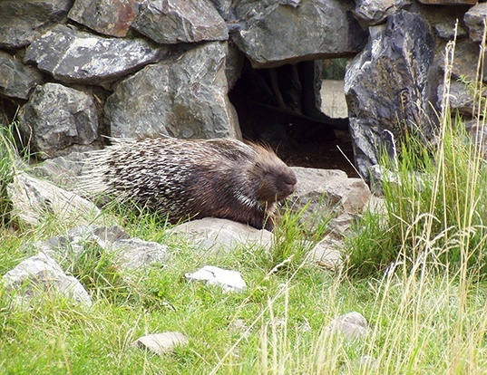 Picture of a indian crested porcupine (Hystrix indica)