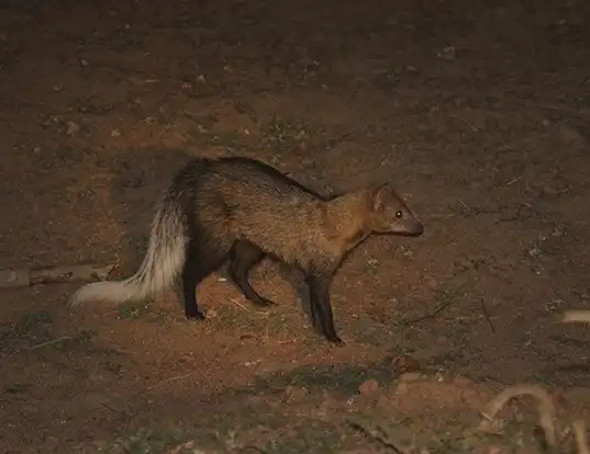 Picture of a white-tailed mongoose (Ichneumia albicauda)