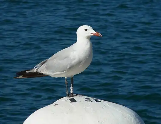 Picture of a audouin's gull (Ichthyaetus audouinii)
