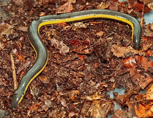 Picture of a koa tao island caecilian (Ichthyophis kohtaoensis)