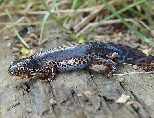 Picture of a laureutis alpine salamander (Ichthyosaura alpestris)